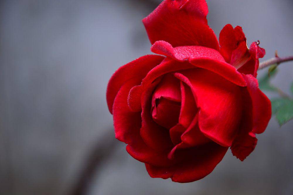 Mawar merah (pixabay.com/Peggychoucair)