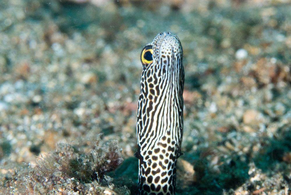 tampak dekat belut taman bertutul di Lembeh, Sulawesi Utara (commons.wikimedia.org/Rickard Zerpe)