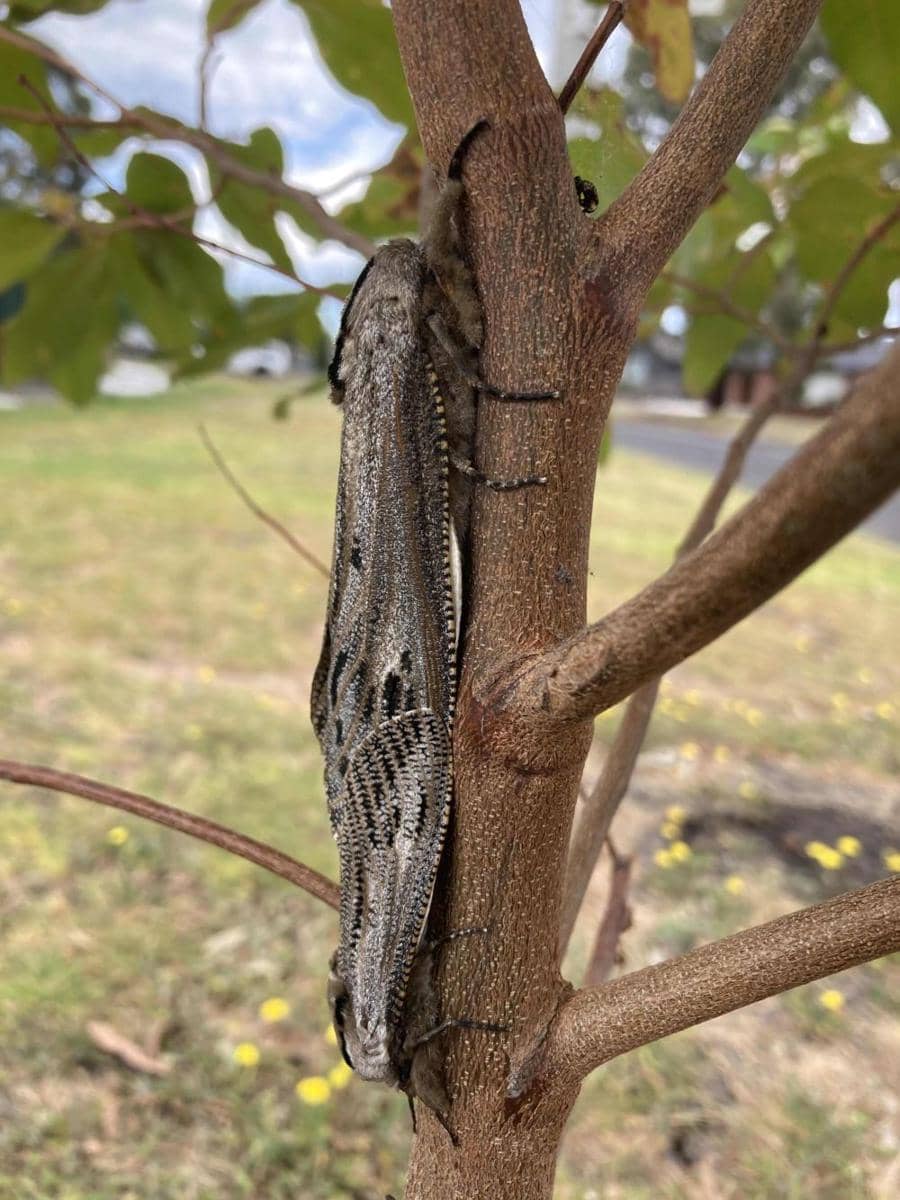 potret momen unik di Melbourne (reddit.com/user/Marshal-Bainesca)