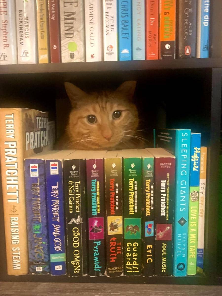 potret kucing nongkrong di perpustakaan (reddit.com/user/Radio-Strange)