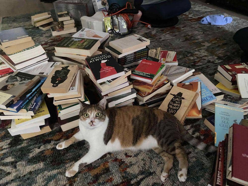 potret kucing nongkrong di perpustakaan (reddit.com/user/paulruddmeridian)