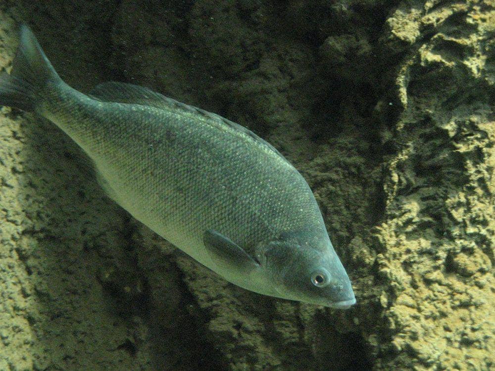 ilustrasi spesies Terapontidae, Bidyanus bidyanus (commons.wikimedia.org/Mitch Ames)