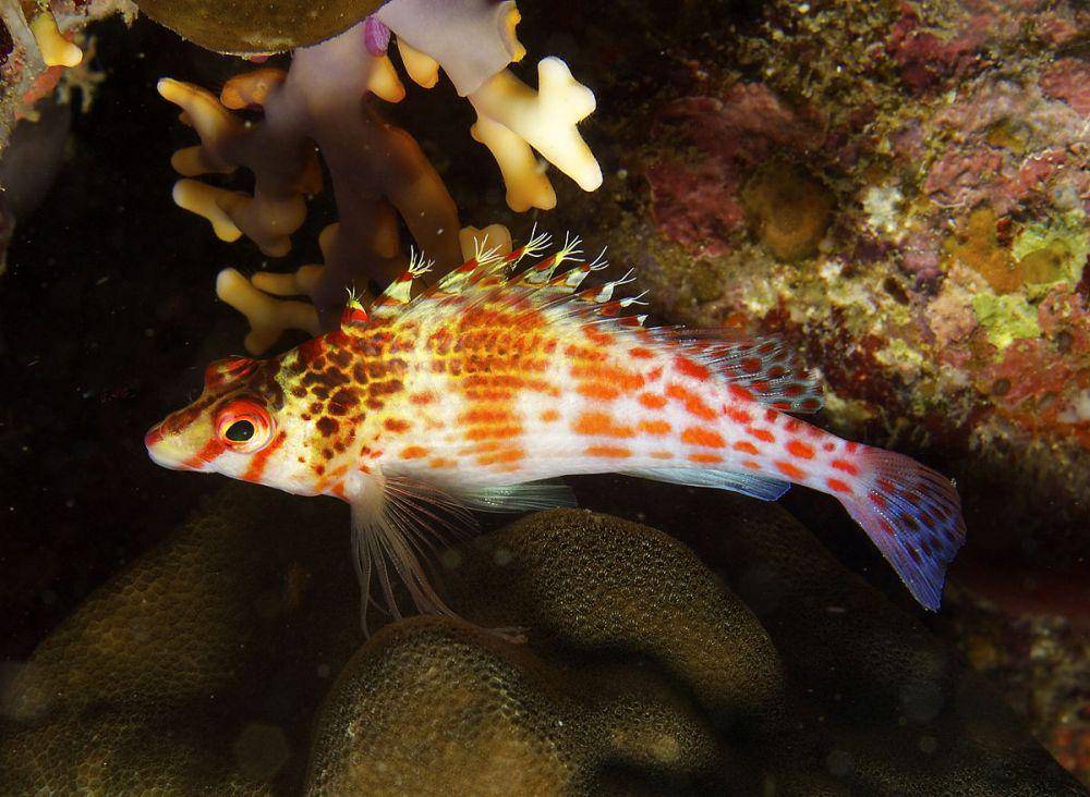 ilustrasi hawkfish (commons.wikimedia.org/Nhobgood)