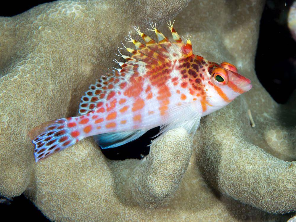 ilustrasi hawkfish (commons.wikimedia.org/Rickard Zerpe)