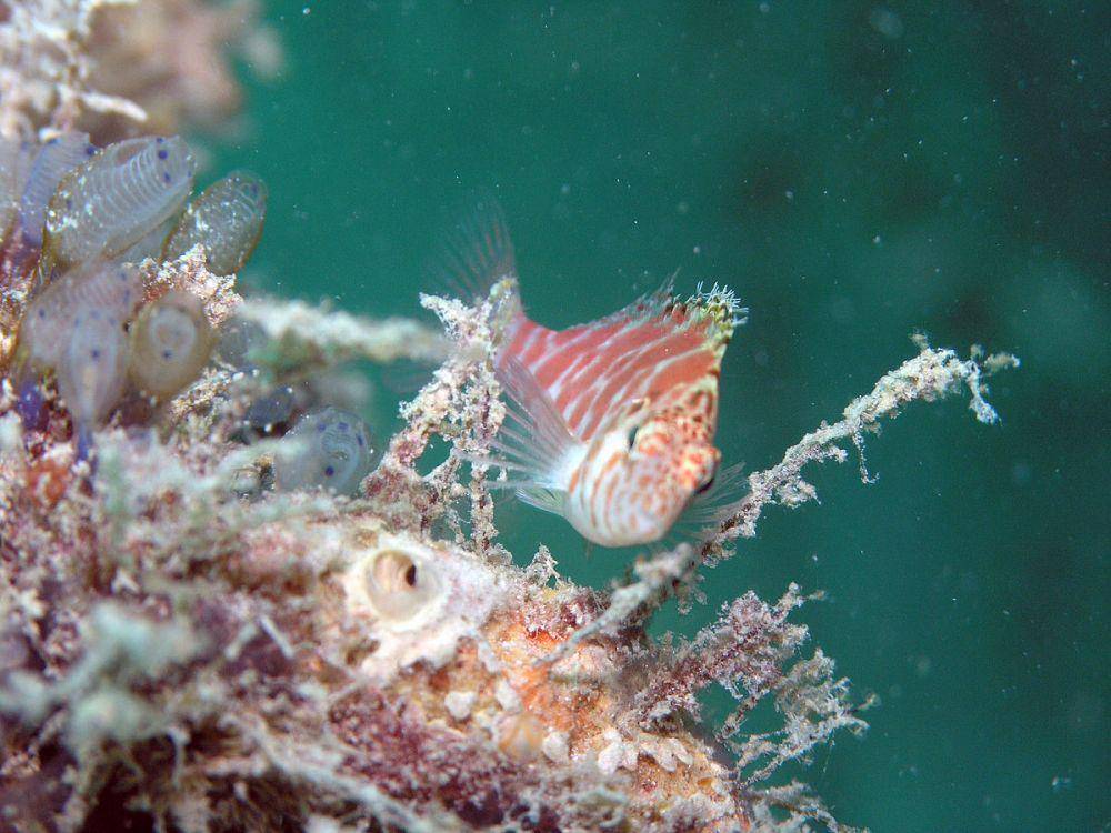 ilustrasi hawkfish (commons.wikimedia.org/J. Petersen)