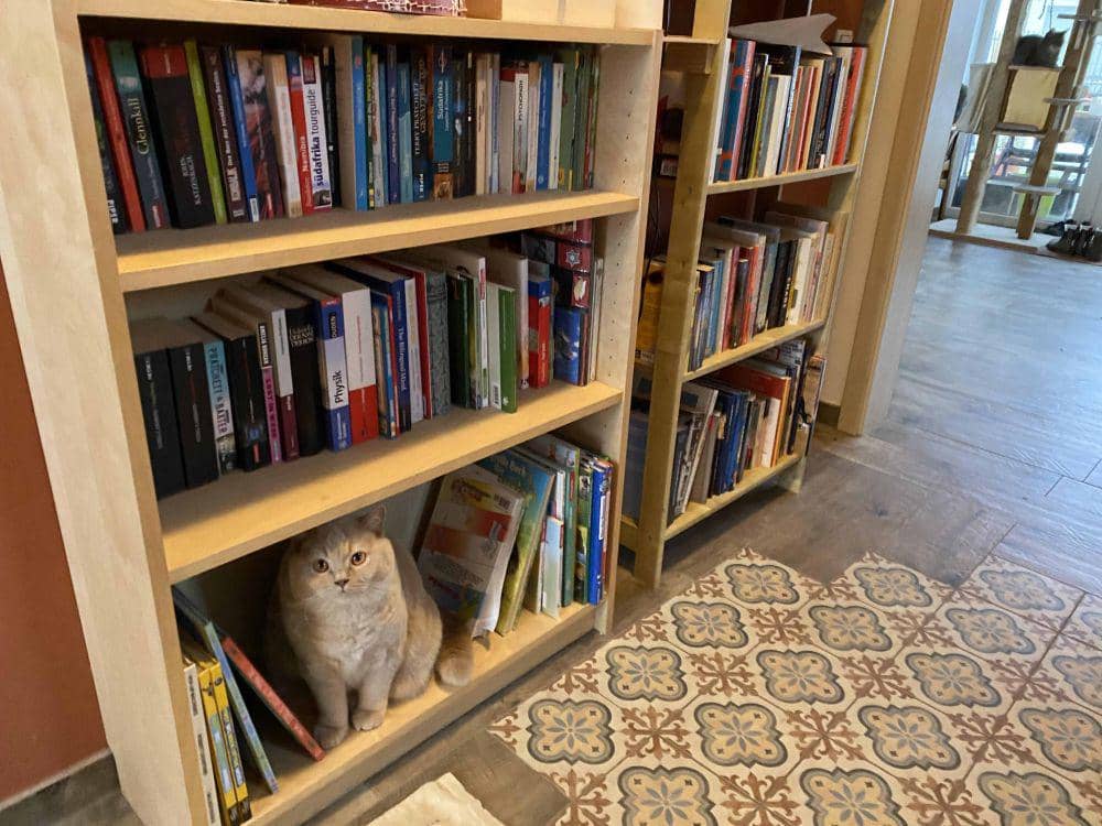 potret kucing nongkrong di perpustakaan (reddit.com/user/doggiesayswoof)