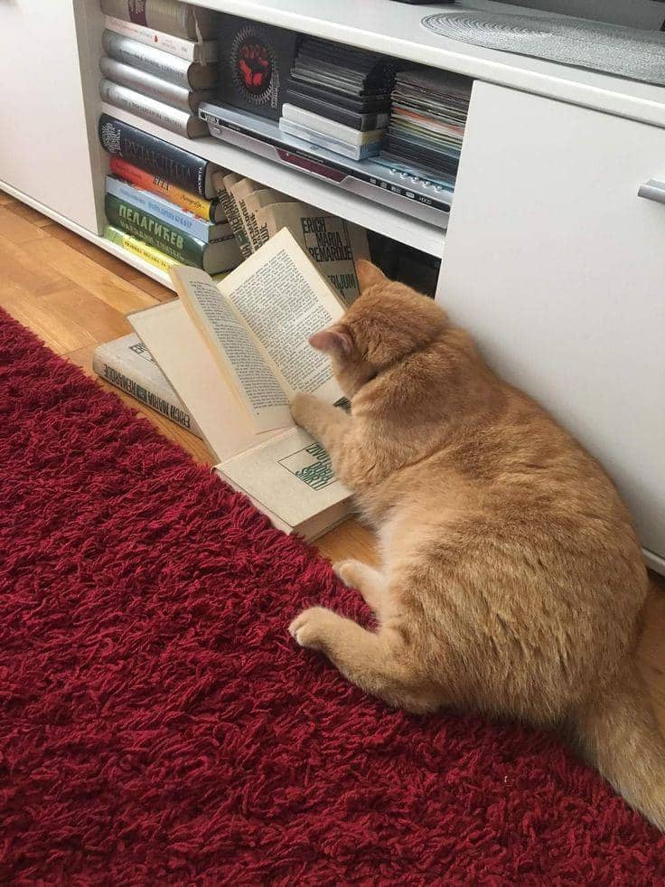 potret kucing nongkrong di perpustakaan (reddit.com/user/VinceHannaMcCauley)