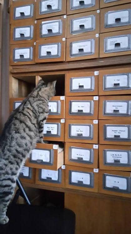 potret kucing nongkrong di perpustakaan (reddit.com/user/Lopsided_Landscape82)