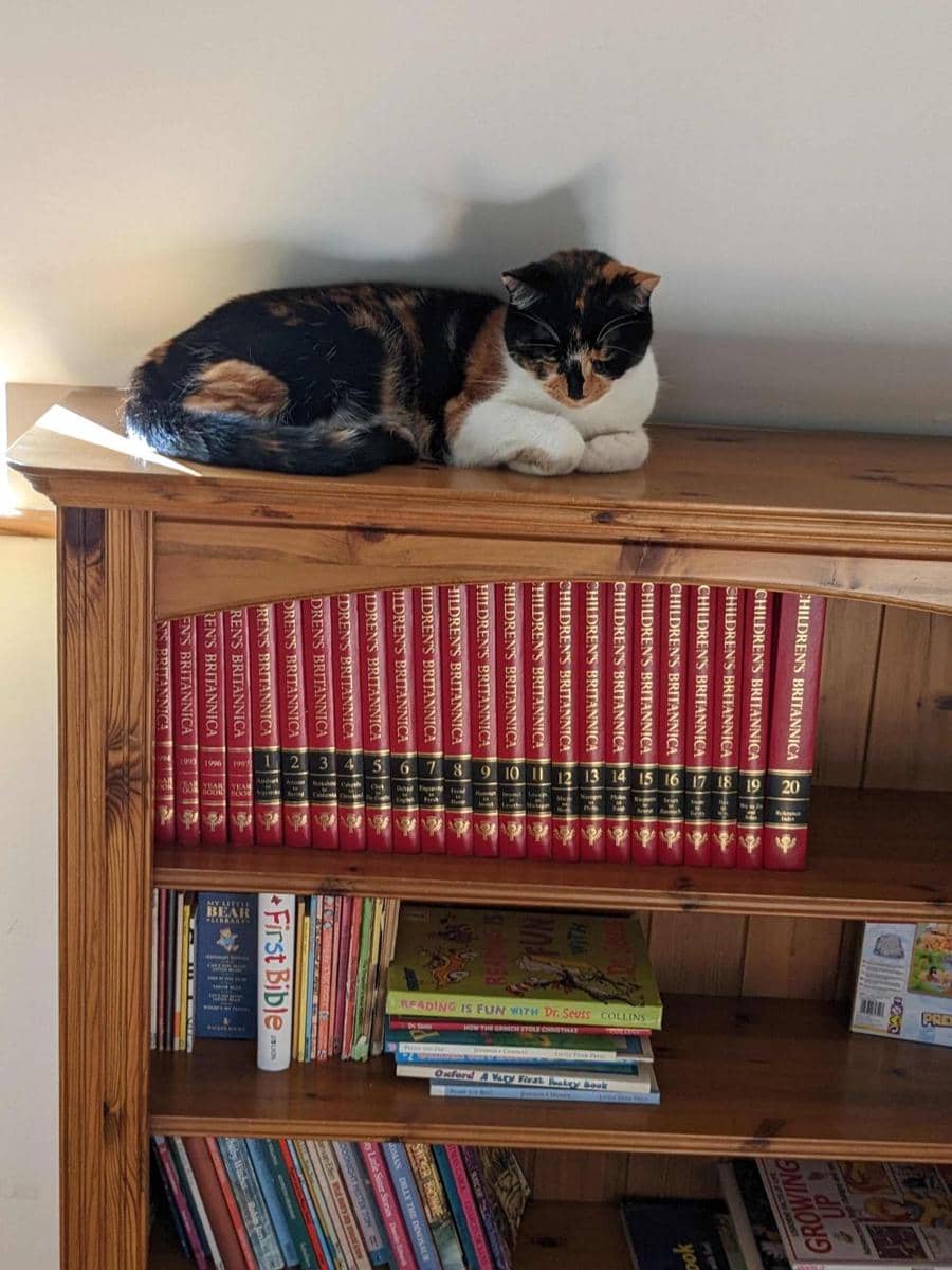 potret kucing nongkrong di perpustakaan (reddit.com/user/BritishDogeCrumpets)