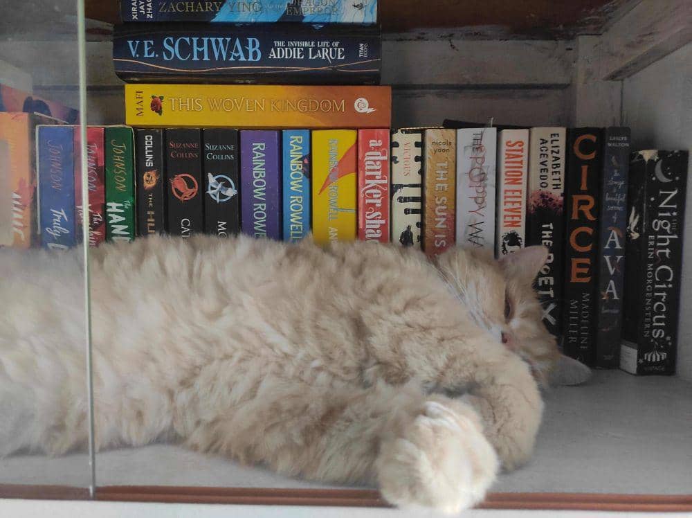 potret kucing nongkrong di perpustakaan (reddit.com/user/I_ran_outta_username)