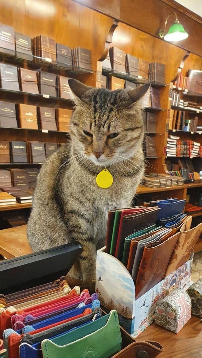 potret kucing nongkrong di perpustakaan (reddit.com/user/cheesecakecaramel)