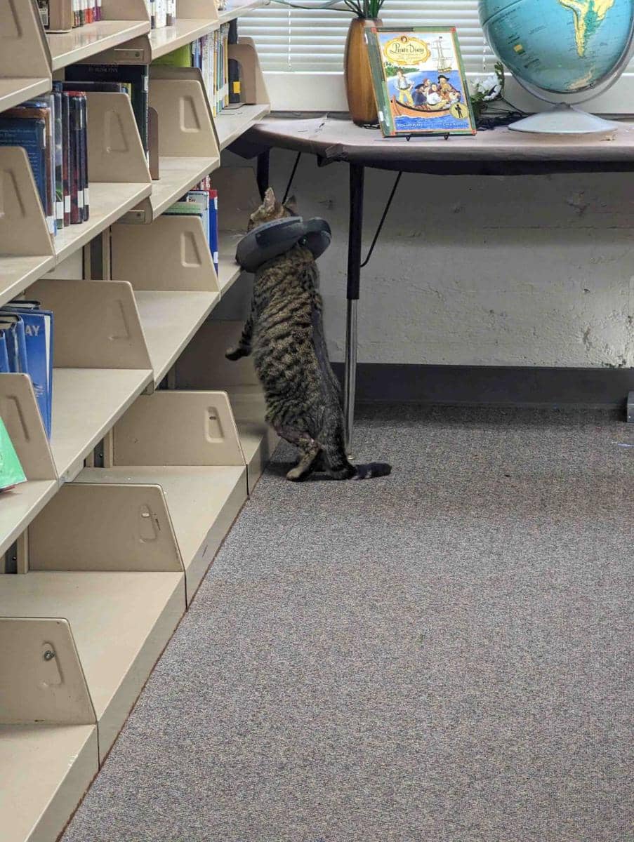 potret kucing nongkrong di perpustakaan (reddit.com/user/Dragonscatsandbooks)