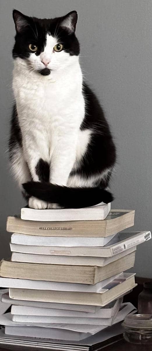 potret kucing nongkrong di perpustakaan (reddit.com/user/Ditzy_Panda)