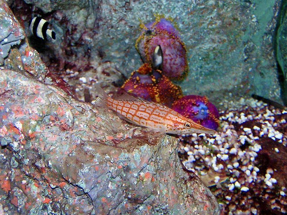 ilustrasi hawkfish (commons.wikimedia.org/NasserHalaweh)