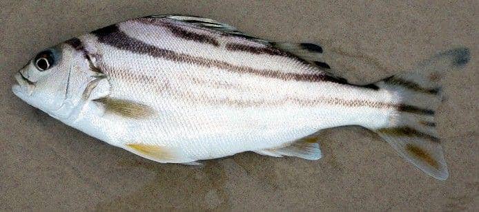 ilustrasi spesies Terapontidae, Terapon jarbua (commons.wikimedia.org/Kare Kare)