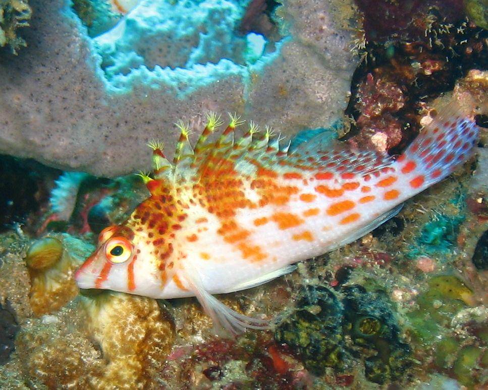 ilustrasi hawkfish (commons.wikimedia.org/Nicolai Johannesen)