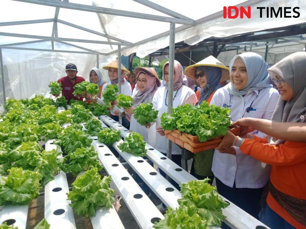 Para anggota kelompok tani Kosagrha Lestari Surabaya sedang memanen selada, Senin (15/5/2023). IDN Times/Faiz Nashrillah
