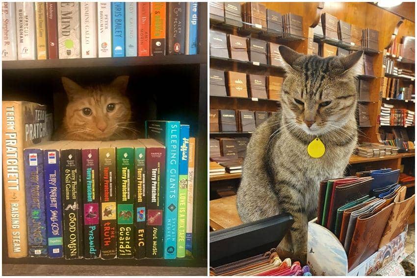 kolase potret kucing nongkrong di perpustakaan (reddit.com/user/Radio-Strange | reddit.com/user/cheesecakecaramel)
