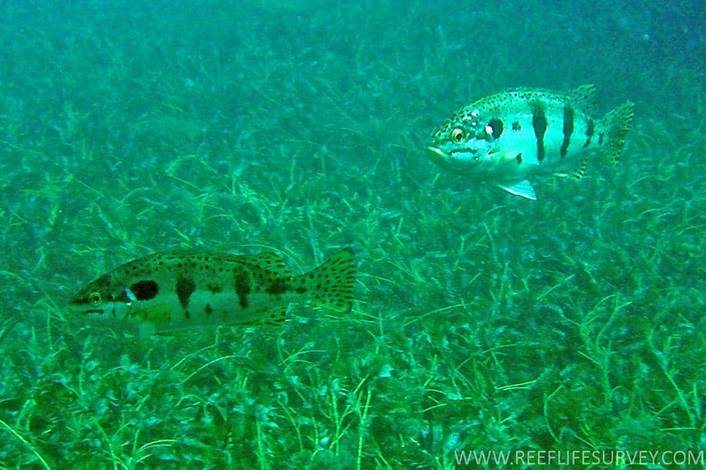 ilustrasi spesies Terapontidae, Pelsartia humeralis (commons.wikimedia.org/Rick Stuart-Smith)