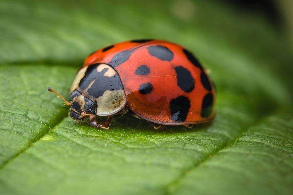 Kepik (pexels.com/Michael Willinger)