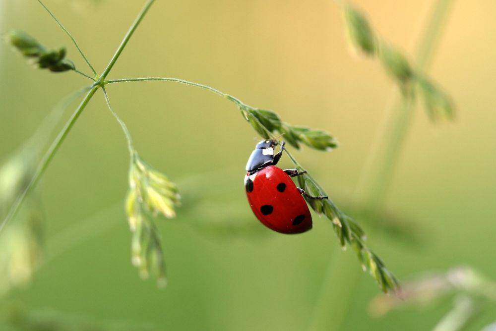 Kepik (pexels.com/Pixabay)