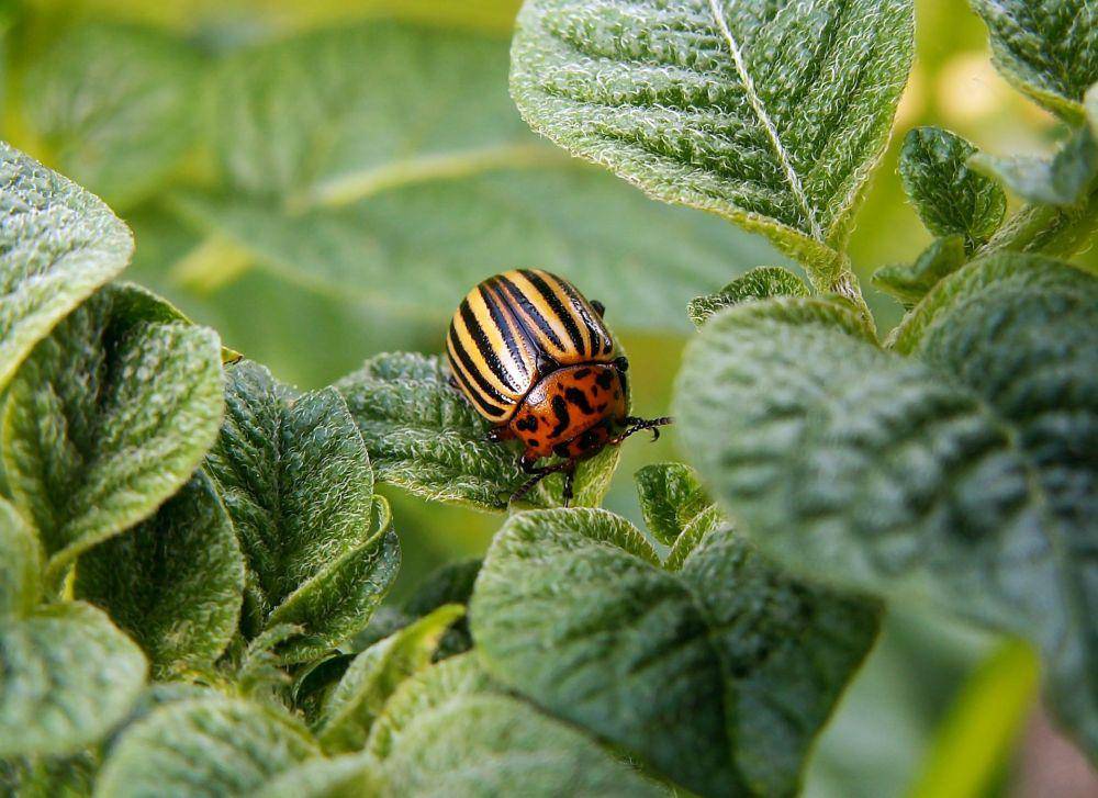 Kepik (pexels.com/Pixabay)