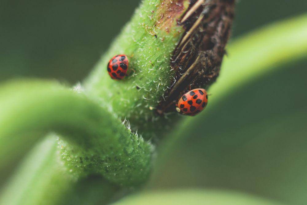 Kepik (pexels.com/Thijs van der Weide)