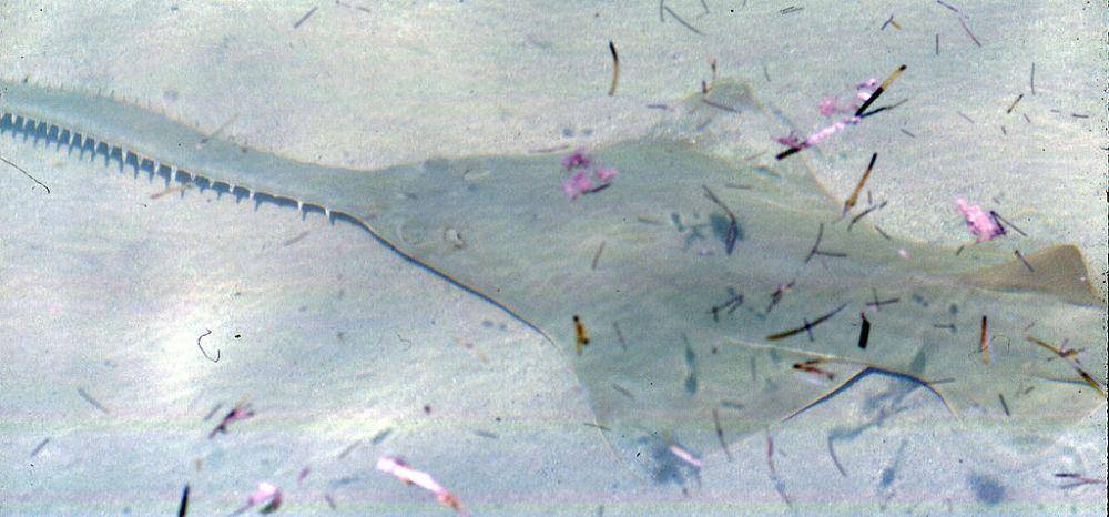 ikan gergaji terlihat di perairan dangkal (commons.wikimedia.org/James St. John)