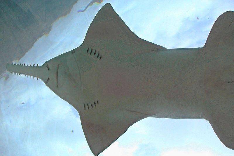 tampak bawah memperlihatkan mulut dan insang ikan gergaji (commons.wikimedia.org/Fred Hsu)