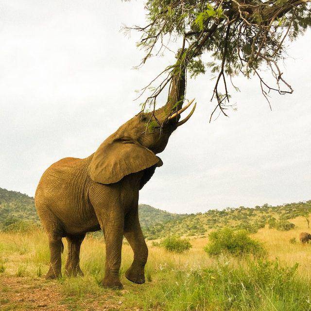 Gajah (unsplash.com/Ana Frantz)