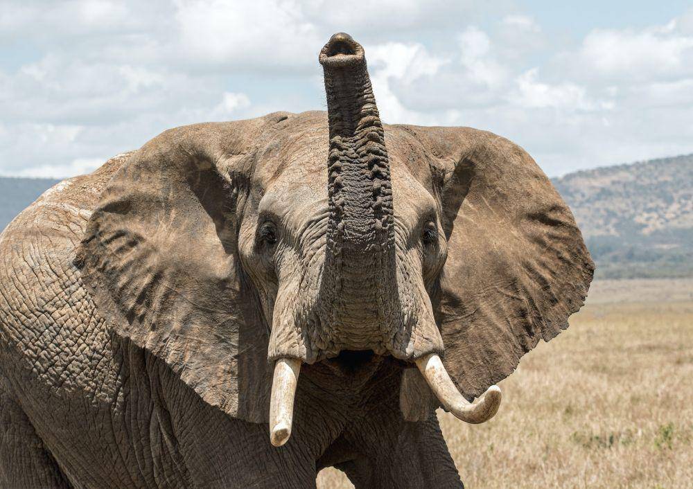 Gajah (unsplash.com/David Clode)