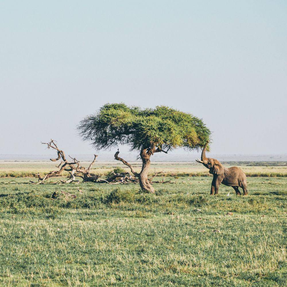 Gajah (unsplash.com/Harshil Gudka)