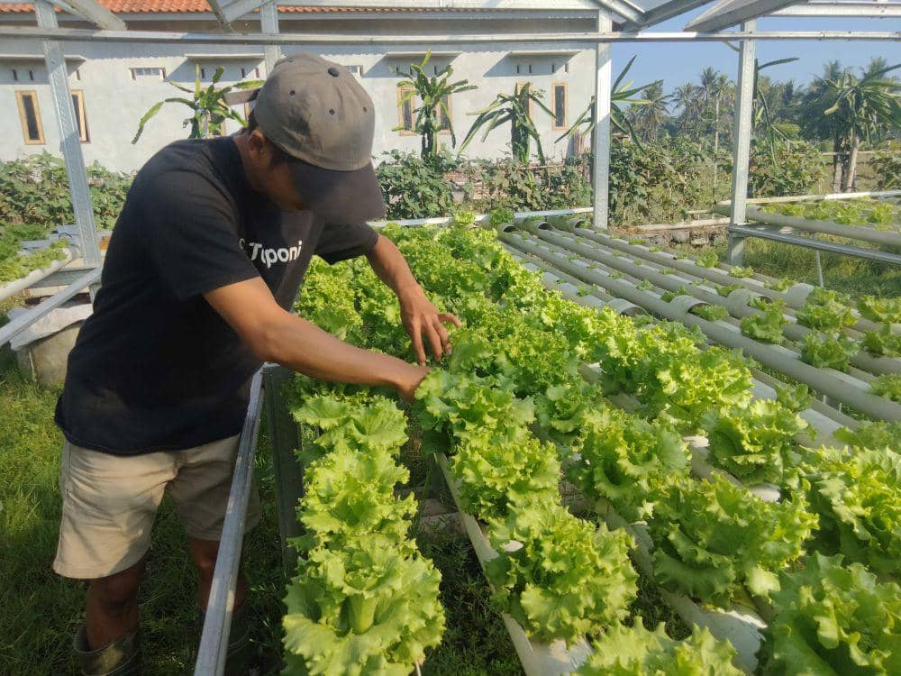 Rendy Satriawan Jayadi panen tanaman selada miliknya (dok pribadi)