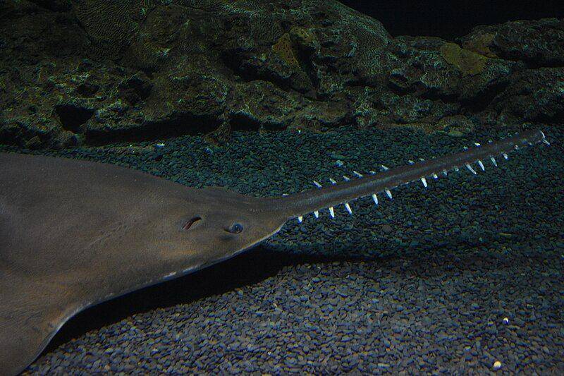 ikan gergaji di akuarium (commons.wikimedia.org/Amaury Laporte)