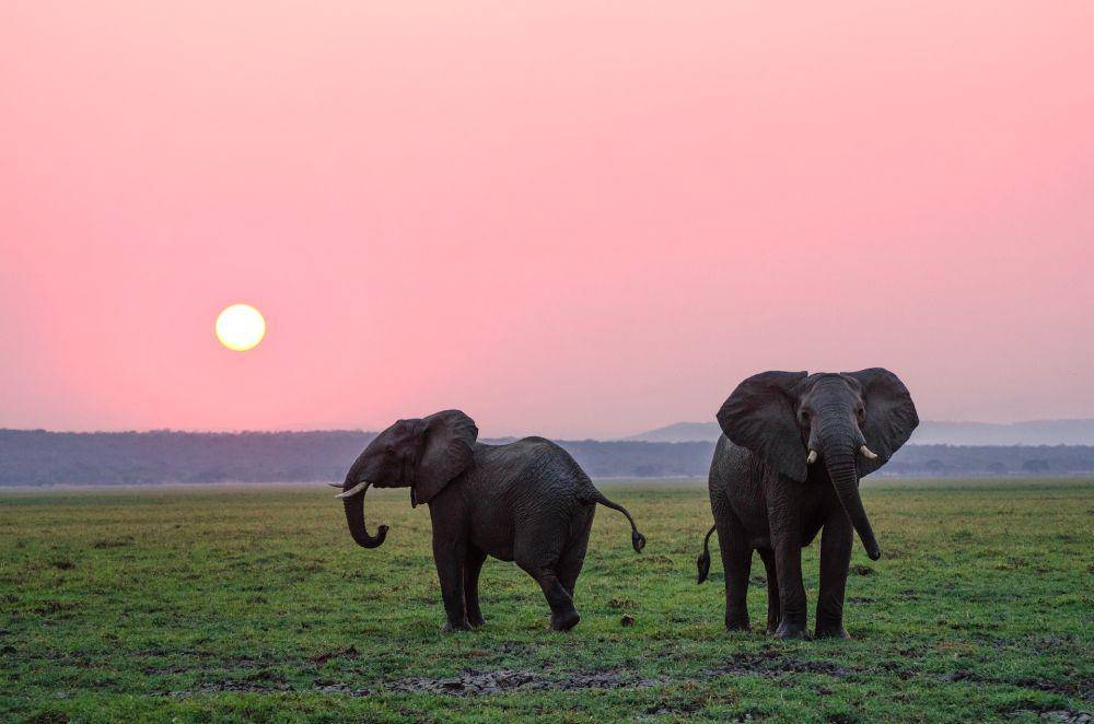 Gajah (unsplash.com/Mylon Ollila)