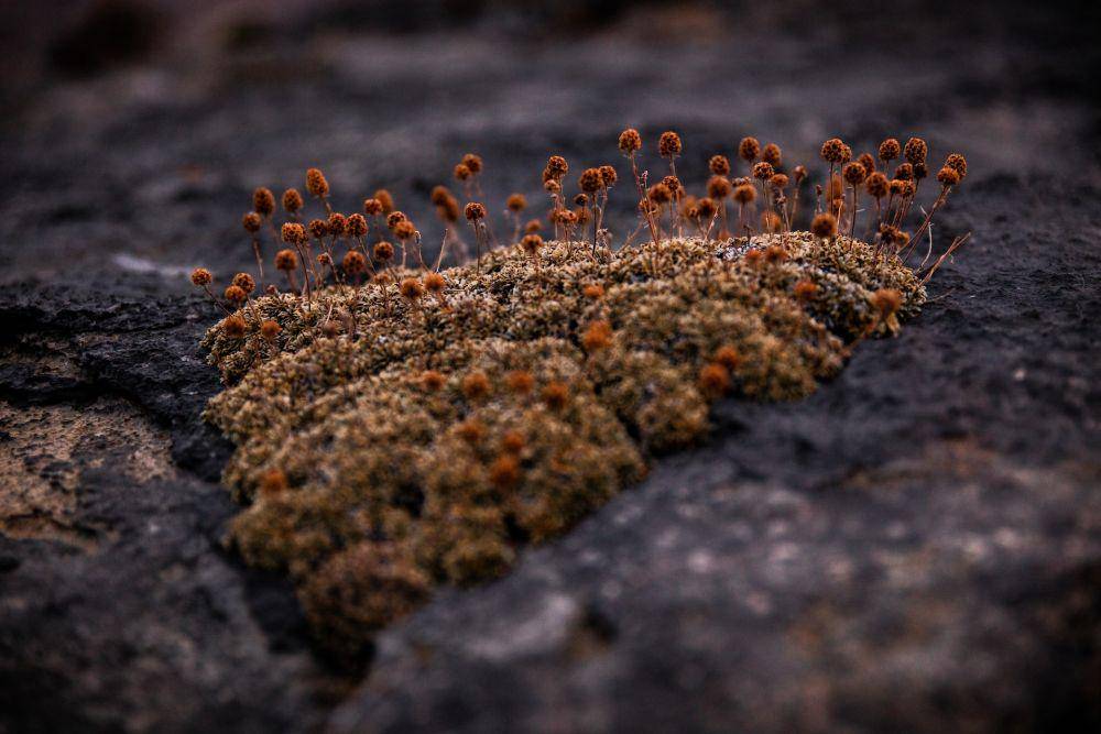 ilustrasi jamur lendir berkomunikasi (unsplash.com/Patrick Hendry)