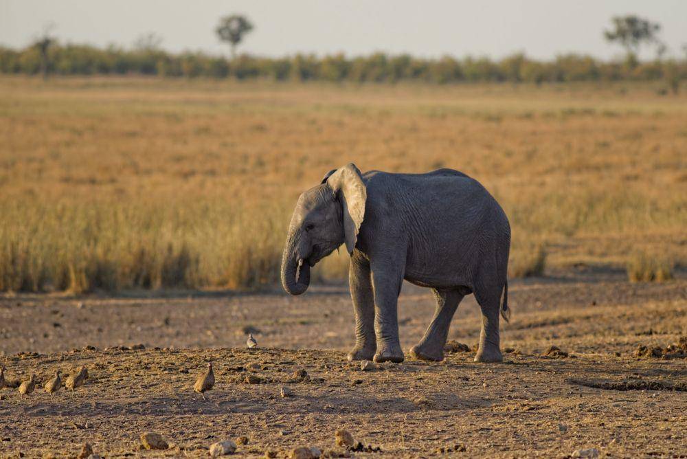 Anak Gajah (pexels.com/Adriaan Greyling)