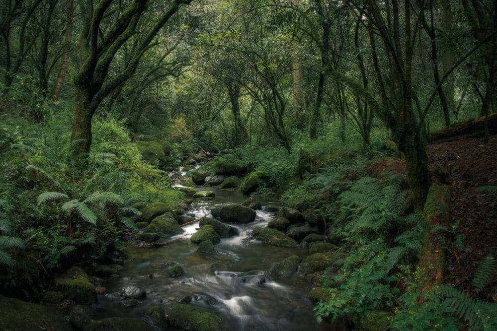 Hutan (pexels.com/Diego Benjamín )