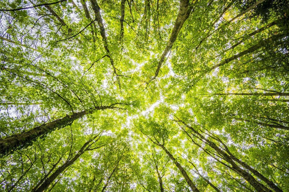 Hutan (pexels.com/Felix Mittermeier)