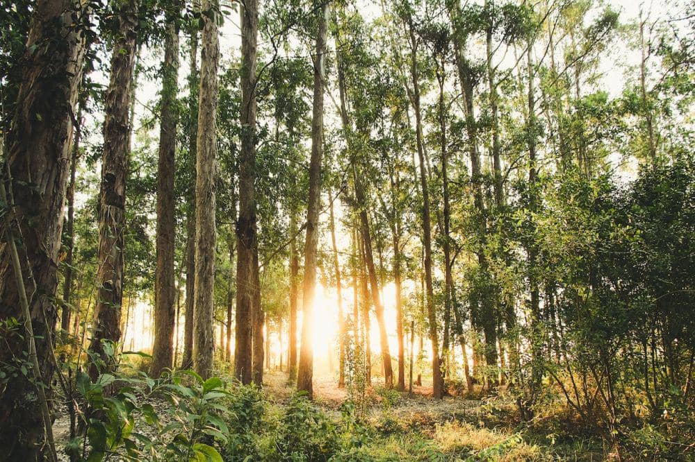 Hutan (pexels.com/Gustavo Queiroz )