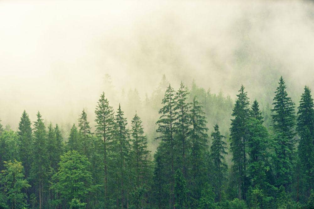 Hutan (pexels.com/Johannes Plenio)