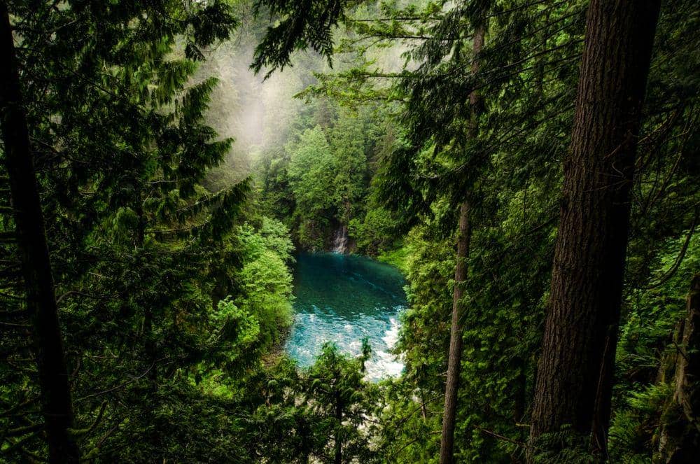 Hutan (pexels.com/Jonathan Meyer)