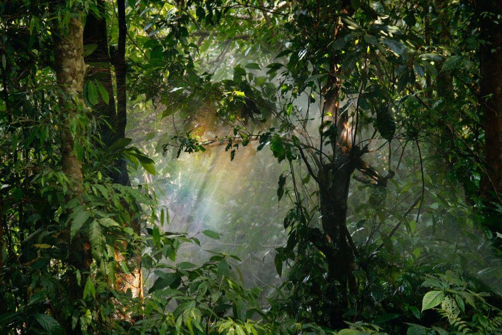 5 Manfaat Menakjubkan Hutan, Layak Sebagai Paru-paru Dunia!