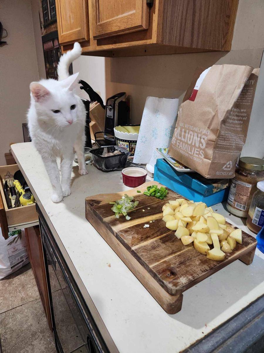 potret kucing bertingkah layaknya chef (reddit.com/user/BrockoTDol93)