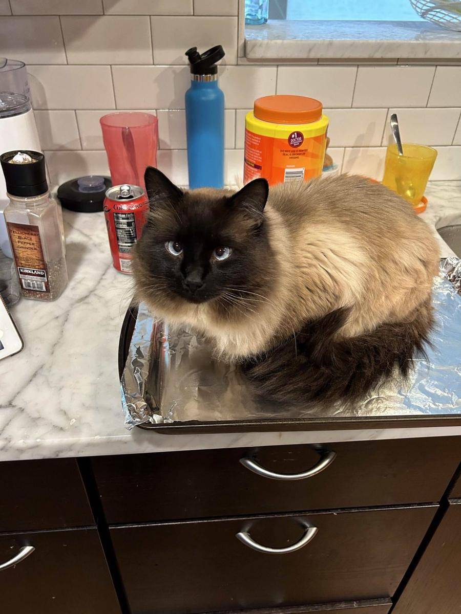 potret kucing bertingkah layaknya chef (reddit.com/user/Anxious-Support-5142)