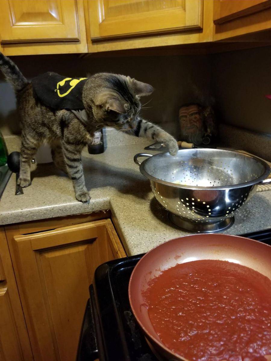 potret kucing bertingkah layaknya chef (reddit.com/user/ElowenEretria)