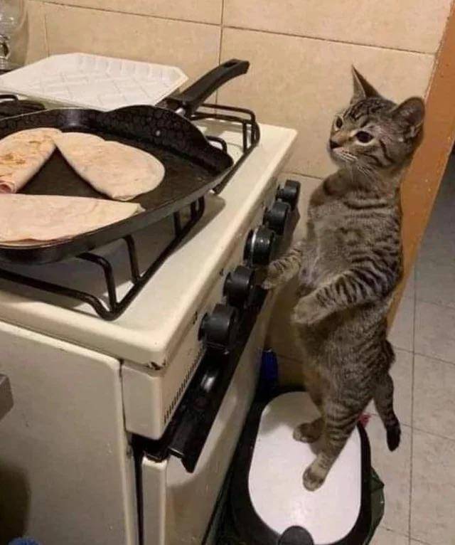 potret kucing bertingkah layaknya chef (reddit.com/user/iiiitsokay)