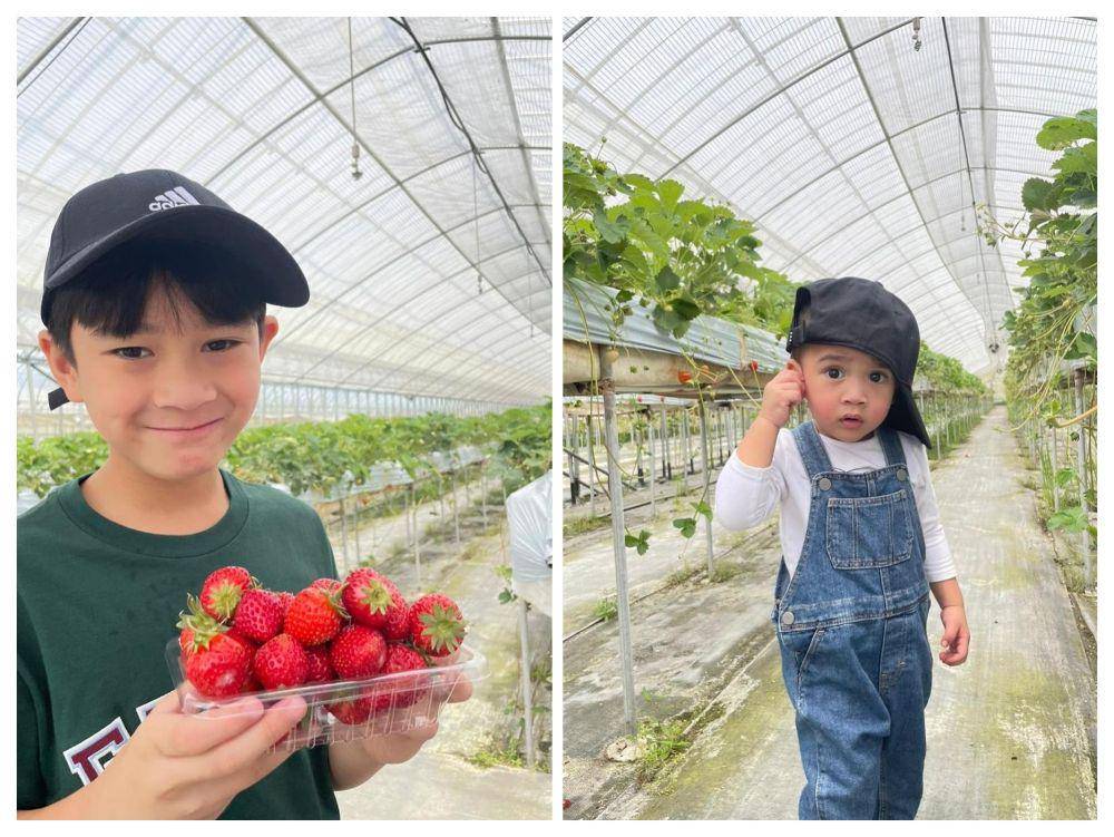 potret Rafathar dan Rayyanza panen stroberi di Jepang (instagram.com/raffinagita1717)