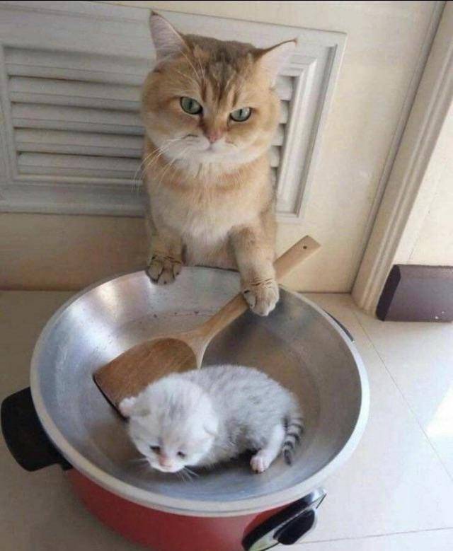 potret kucing bertingkah layaknya chef (reddit.com/user/UmberCelestia)