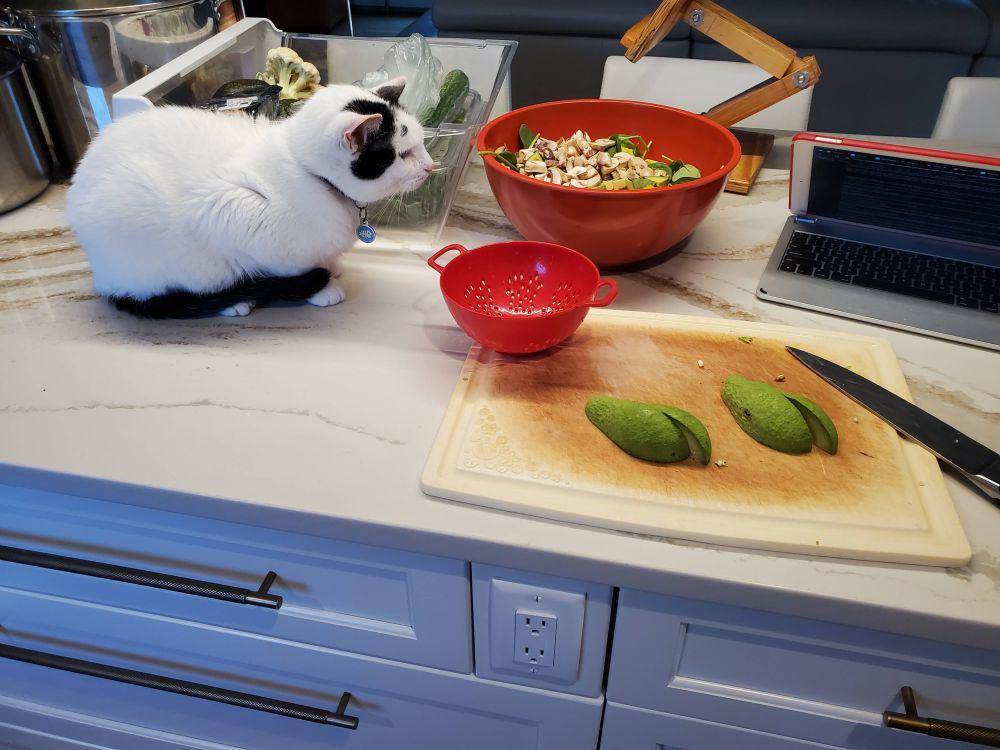 potret kucing bertingkah layaknya chef (reddit.com/user/zed42)